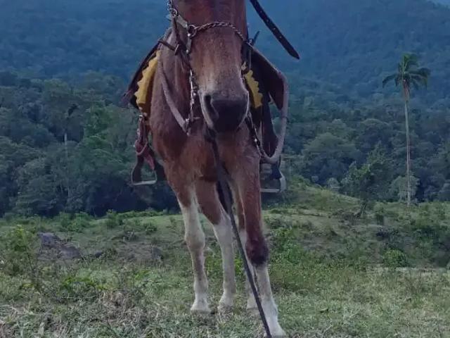 Fazenda venda em Região Geográfica Imediata de Angra dos Reis, Paraty