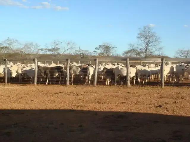 Fazenda venda em Parnaguá, Região Nordeste