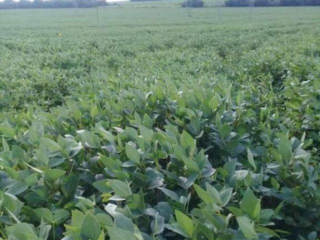 Sítio e chácara venda em Região Geográfica Imediata de Rondonópolis, Pedra Preta