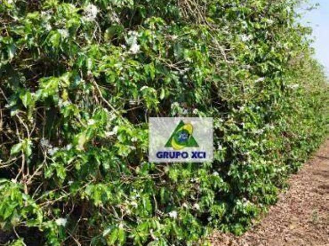 Sítio e chácara venda em Região Geográfica Imediata de Muriaé, Patrocínio do Muriaé