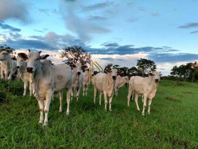 Sítio e chácara venda em Região Geográfica Imediata de Cuiabá, Região Metropolitana do Vale do Rio Cuiabá