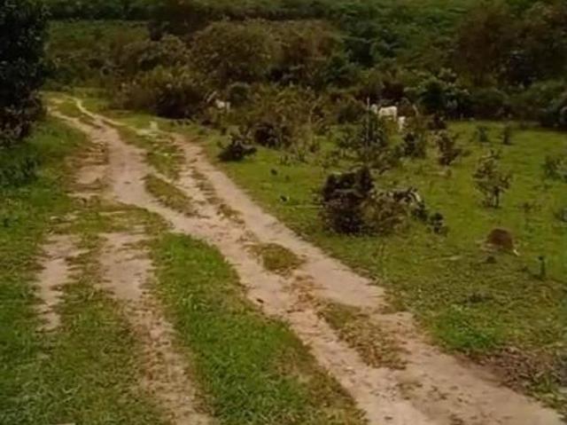 Sítio e chácara venda em Pedra Azul, Região Sudeste