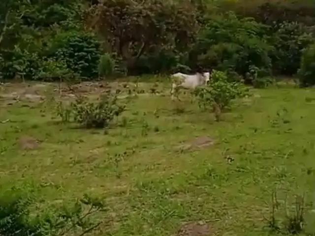 Fazenda venda em Pedra Azul, Região Sudeste