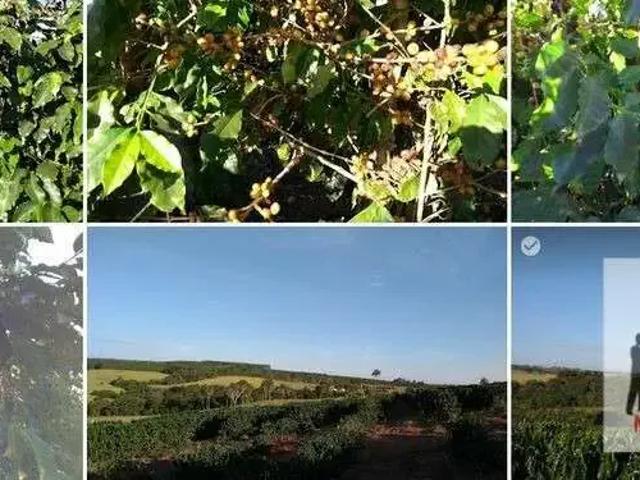 Fazenda venda em Região Imediata de Franca, Pedregulho