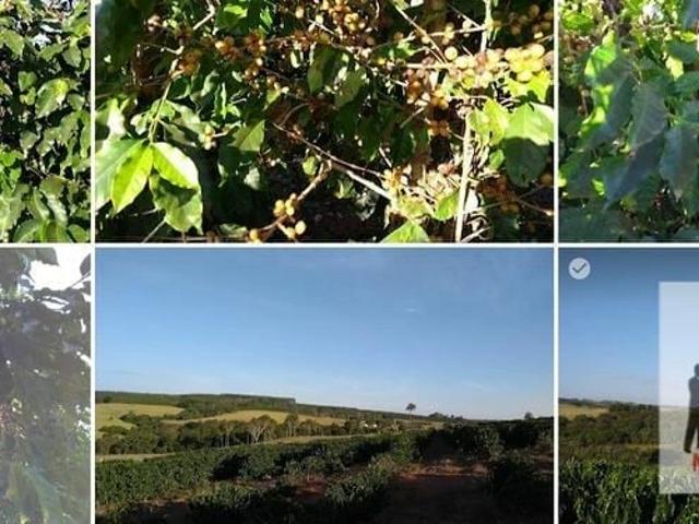 Fazenda venda em Pedregulho