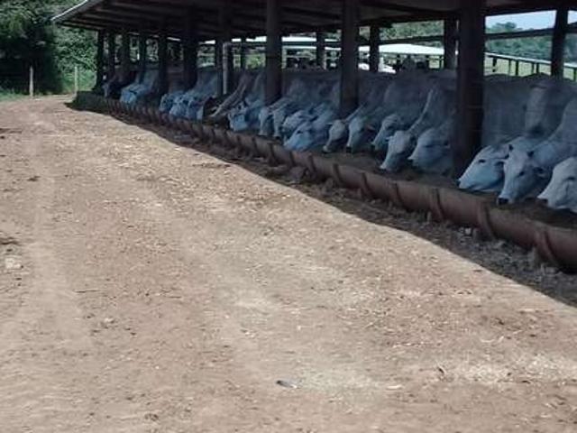 Fazenda venda em Região Imediata de Tatuí, Pereiras