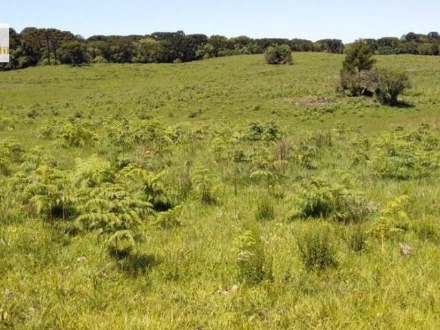Sítio e chácara venda em Região Geográfica Imediata de Vacaria, Jaquirana
