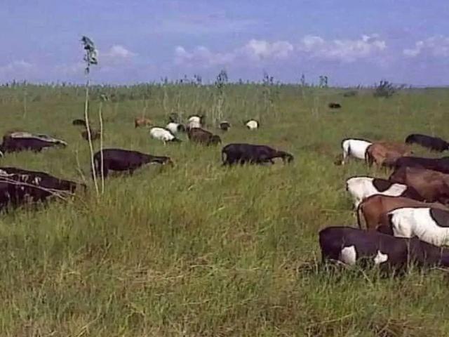 Fazenda venda em Região Geográfica Imediata de Juazeiro, Pilão Arcado