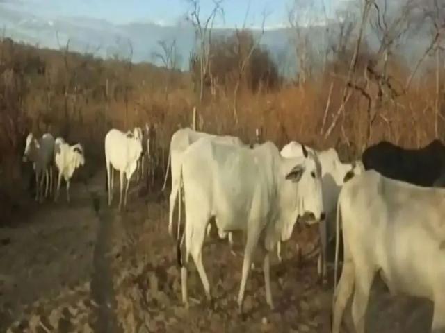 Fazenda venda em Região Geográfica Imediata de Juazeiro, Pilão Arcado