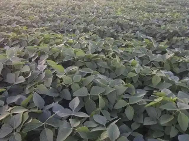 Fazenda venda em Região Geográfica Imediata de Montes Claros, Montes Claros