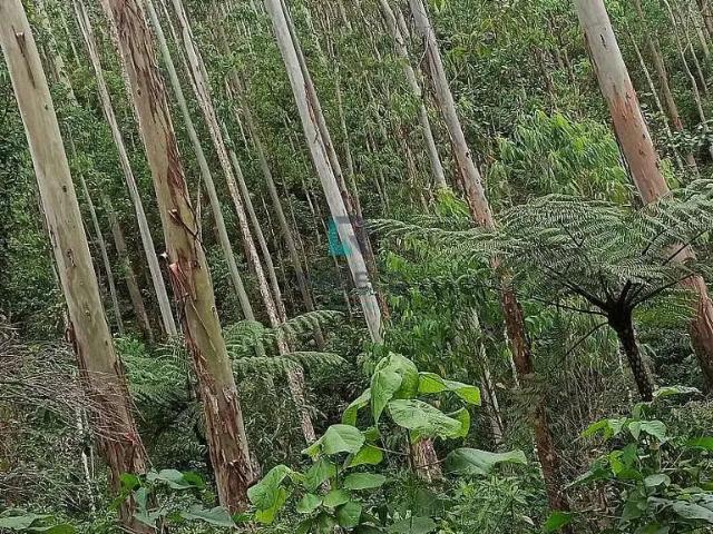 Fazenda venda em Região Imediata de Guaratinguetá, Região Metropolitana do Vale do Paraíba e Litoral Norte
