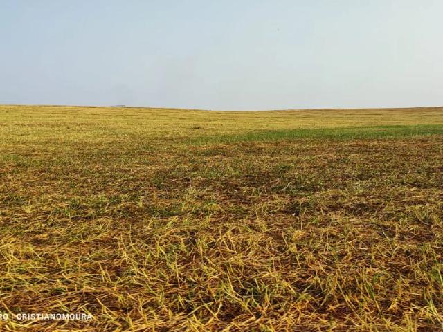 Fazenda venda em Pirapora, Região Geográfica Intermediária de Montes Claros