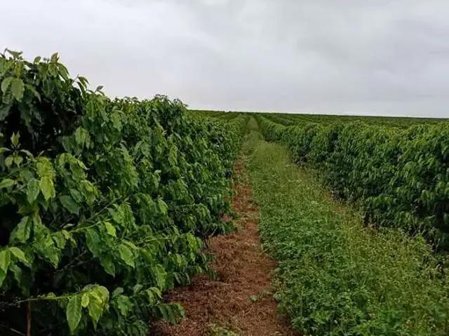 Fazenda venda em Região Geográfica Imediata de Piumhi, Jerumenha