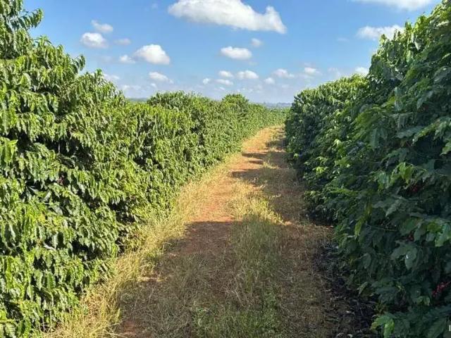 Fazenda venda em Região Geográfica Imediata de Piumhi, Jerumenha