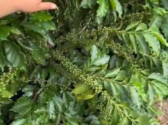 Fazenda venda em Região Geográfica Imediata de Piumhi, Jerumenha