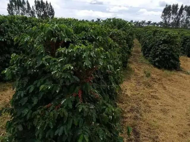 Fazenda venda em Região Geográfica Imediata de Piumhi, Jerumenha