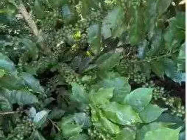 Fazenda venda em Região Geográfica Imediata de Piumhi, Jerumenha