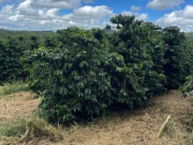 Fazenda venda em Região Geográfica Imediata de Piumhi, Jerumenha