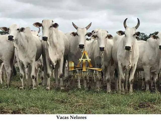 Fazenda venda em Região Geográfica Imediata de Cuiabá, Poconé