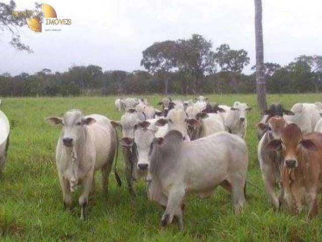 Fazenda venda em Cohab Velha, Poconé