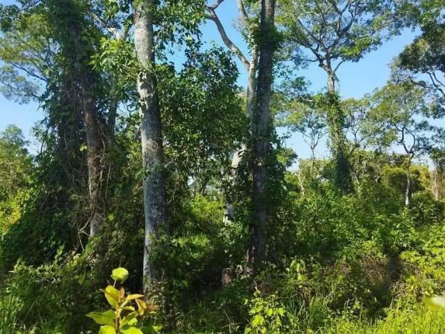 Fazenda venda em Região Geográfica Imediata de Cuiabá, Poconé
