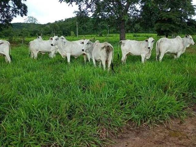 Fazenda venda em São Benedito, Poconé