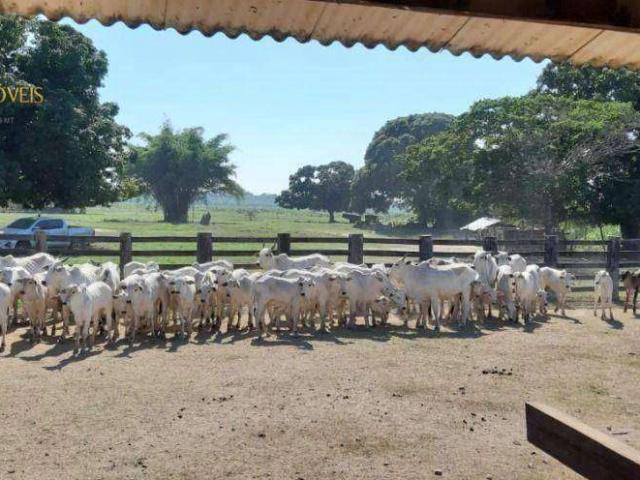 Fazenda venda em São Benedito, Poconé