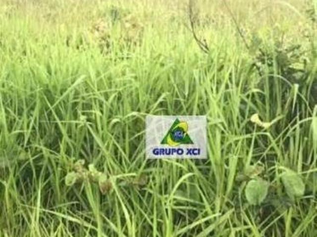 Sítio e chácara venda em Região Geográfica Imediata de Barra do Garças, Pontal do Araguaia
