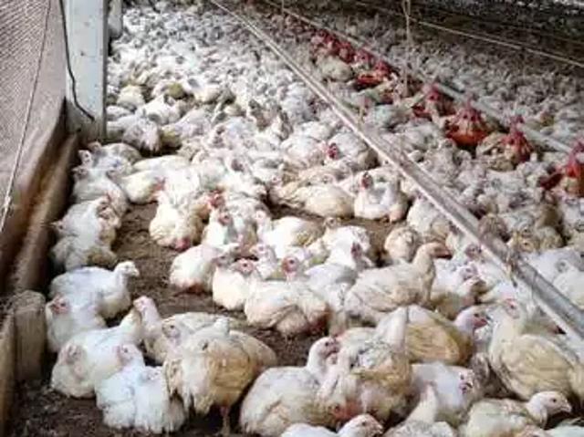 Fazenda venda em Região Imediata de Tatuí, Porangaba