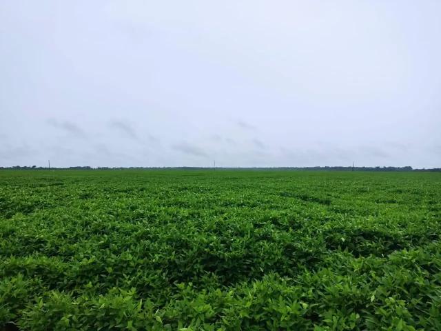 Fazenda venda em Região Geográfica Imediata de Confresa - Vila Rica, Porto Alegre do Norte