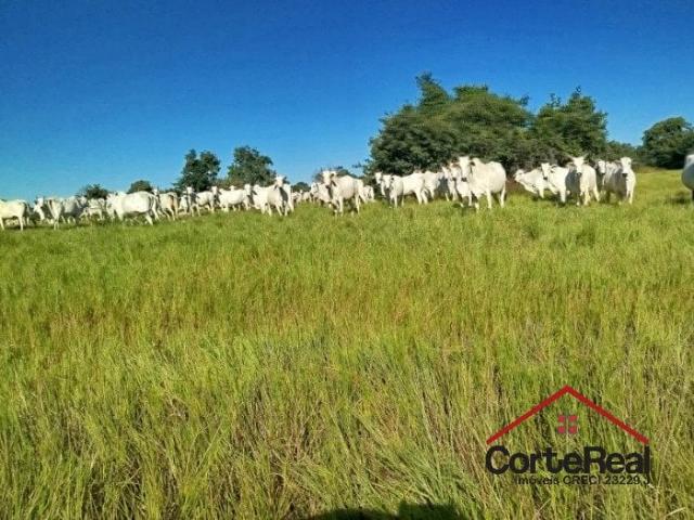 Fazenda venda em Centro, Porto Alegre do Norte