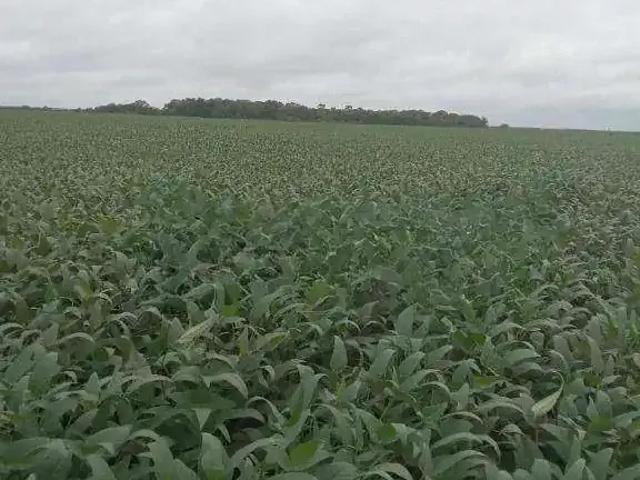 Fazenda venda em Região Geográfica Imediata de Confresa - Vila Rica, Porto Alegre do Norte