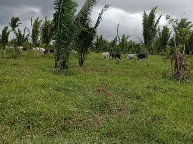 Fazenda venda em Região Geográfica Imediata de Porto Velho, Porto Velho