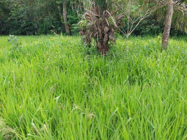 Fazenda venda em Jardim Poxoréo, Poxoréu