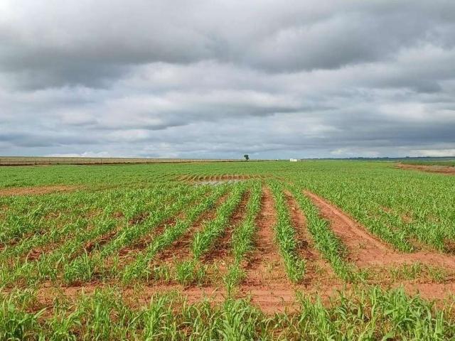 Fazenda venda em Região Imediata de Presidente Epitácio-Presidente Venceslau, Presidente Epitácio