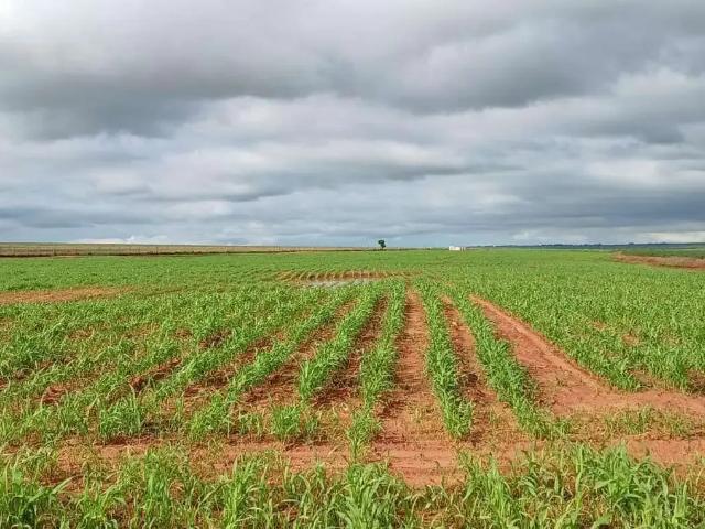 Fazenda venda em Região Imediata de Presidente Epitácio-Presidente Venceslau, Presidente Epitácio