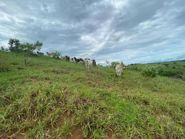 Fazenda venda em Região Geográfica Imediata de Cachoeiro de Itapemirim, Presidente Kennedy