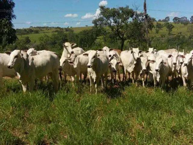 Fazenda venda em Região Geográfica Imediata de Patos de Minas, Presidente Olegário