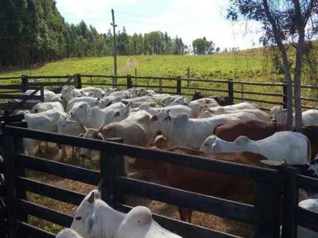 Fazenda venda em Região Geográfica Imediata de Patos de Minas, Presidente Olegário