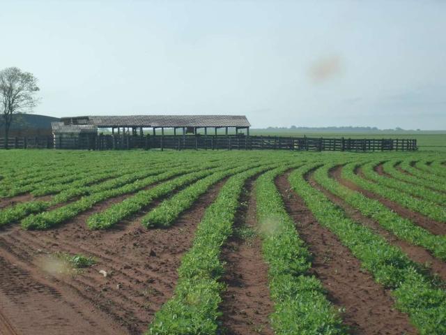 Fazenda venda em Região Imediata de Presidente Prudente, Presidente Prudente