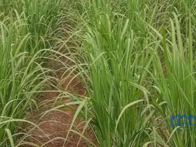 Fazenda venda em Região Imediata de Presidente Prudente, Presidente Prudente