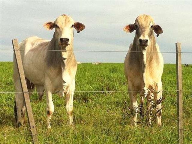 Fazenda venda em Região Imediata de Presidente Prudente, Presidente Prudente