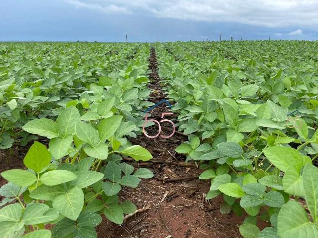 Fazenda venda em Região Geográfica Imediata de Loanda, Querência do Norte