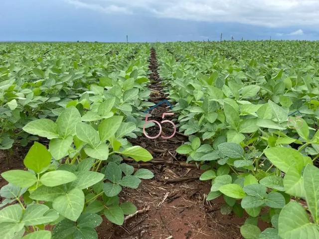 Fazenda venda em Região Geográfica Imediata de Loanda, Querência do Norte