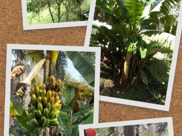 Fazenda venda em Quitandinha, Região Geográfica Intermediária de Curitiba