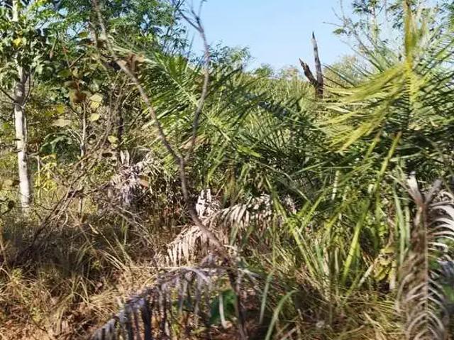 Fazenda venda em Região Geográfica Imediata de Guaraí, Recursolândia