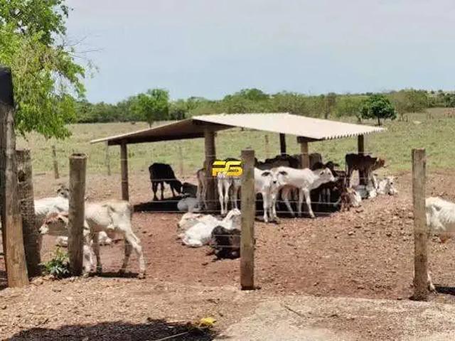 Fazenda venda em Redenção do Gurguéia, Região Nordeste