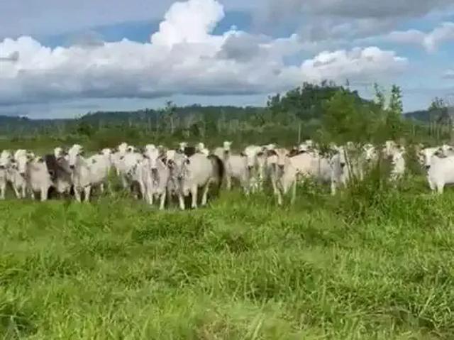 Fazenda venda em Região Imediata de Registro, Registro