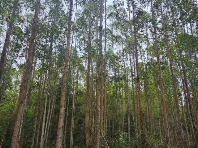 Fazenda venda em Ribeirão Branco