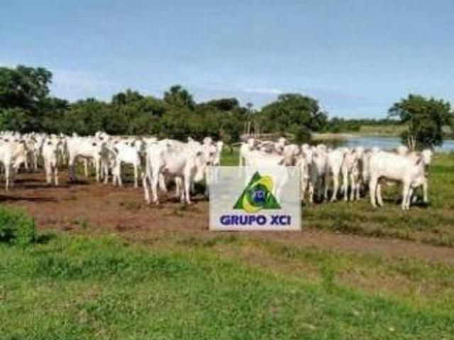 Sítio e chácara venda em Região Geográfica Imediata de Cuiabá, Região Metropolitana do Vale do Rio Cuiabá